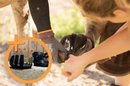 Erklärungen zur Bearbeitung eines Pferdehufes sowie zum Anbringen von alternativem Hufschutz